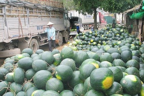 Xuất khẩu rau, củ, quả sang Trung Quốc: Nắm rõ thông tin để tiếp cận chính ngạch
