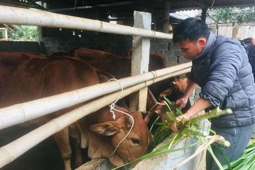 Chống rét cho đàn gia súc