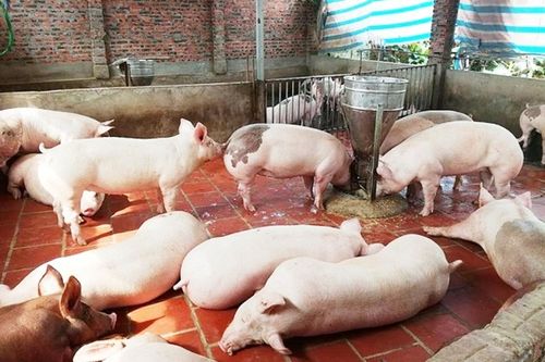 Giá lợn hơi quay đầu giảm