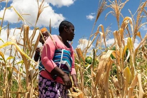 Siêu lạm phát 490%, Zimbabwe đối mặt nạn đói nghiêm trọng