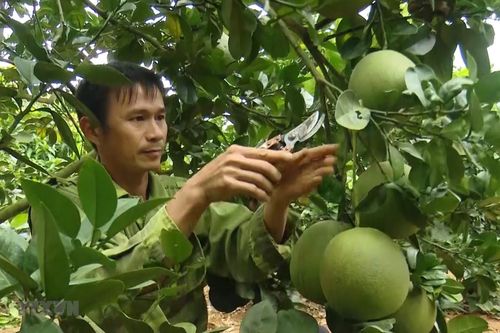 Sơn La: Xây dựng thương hiệu bưởi da xanh trên vùng đất Mai Sơn