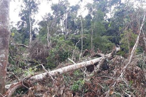 Phát hiện vụ phá rừng phòng hộ quy mô lớn tại Lâm Đồng