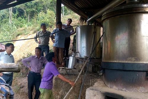 Thận trọng khi đầu tư, nhân rộng mô hình trồng sả