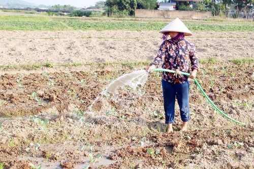 Nâng cao hiệu quả sản xuất vụ đông