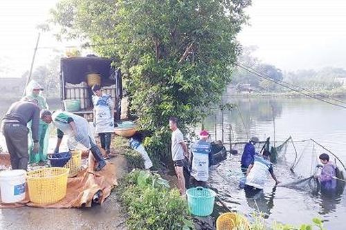 Làm giàu từ nghề nuôi cá truyền thống