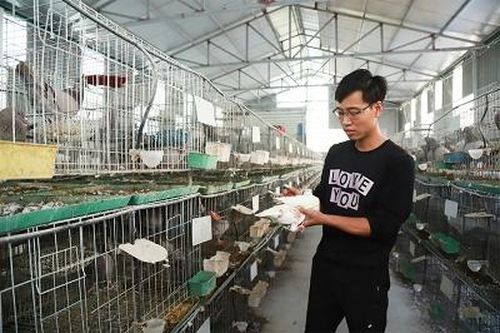 Triệu phú nhờ nuôi chim bồ câu Pháp