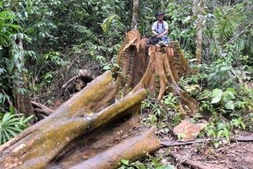 Khởi tố điều tra 2 vụ phá rừng ở Bắc Trà My