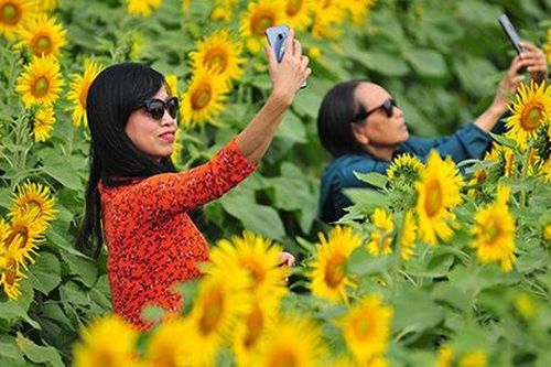 Những vườn hoa hướng dương đang nở rộ lại trở thành điểm check in mới của các chị em ở Hà Nội