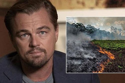 Tổng thống Brazil: 'Leonardo DiCaprio, anh đang tài trợ đốt rừng Amazon đấy'