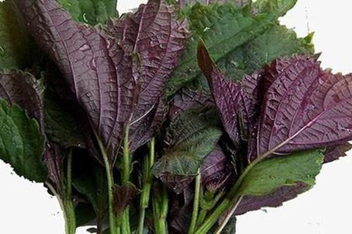 'Thần dược' giảm cân, đẹp da, chữa gout hiệu quả từ lá tía tô