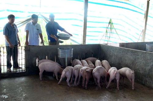 Bảo Thắng công bố hết dịch tả lợn châu Phi tại 8 xã, thị trấn