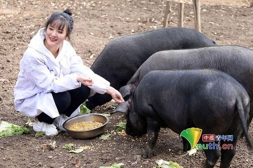 Giữa cơn sốt thịt lợn, ông bố tặng 300 con lợn cho ai lấy con gái mình