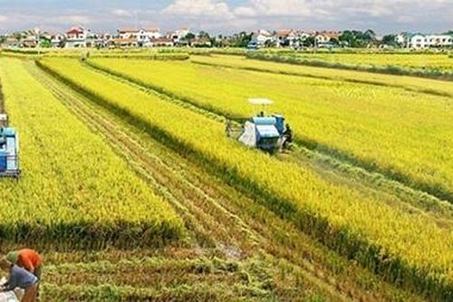Sẽ có cơ chế khuyến khích chuyển nhượng, tích tụ đất nông nghiệp để sản xuất