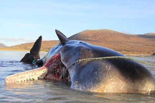 Mổ cá nhà táng mắc cạn ở bờ biển Scotland, phát hiện 100 kg rác