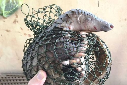 Vinh danh những 'người hùng' trong công tác bảo vệ động vật hoang dã