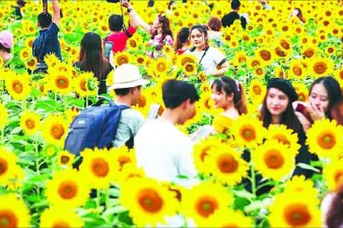 Nhà vườn nhộn nhịp vào vụ hoa Tết