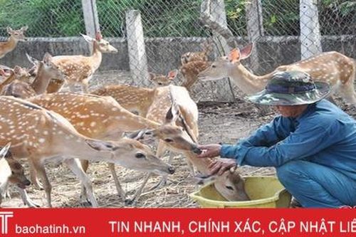12 con hươu ở huyện miền núi Hà Tĩnh chết chưa rõ nguyên nhân