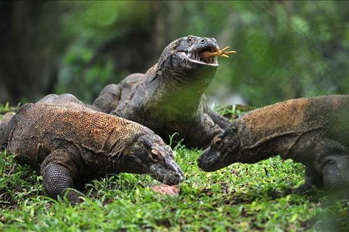 Indonesia hy vọng thu 'bộn tiền' nhờ rồng Komodo