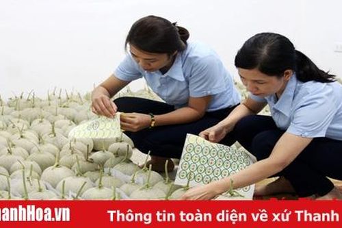 Cấp 75.000 tem xác nhận sản phẩm chuỗi cung ứng thực phẩm an toàn