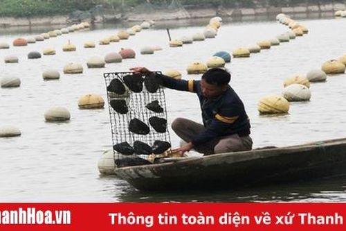 Kỳ vọng từ mô hình nuôi trai nước ngọt lấy ngọc