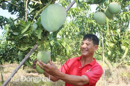 Tăng 'nóng' diện tích và hệ lụy