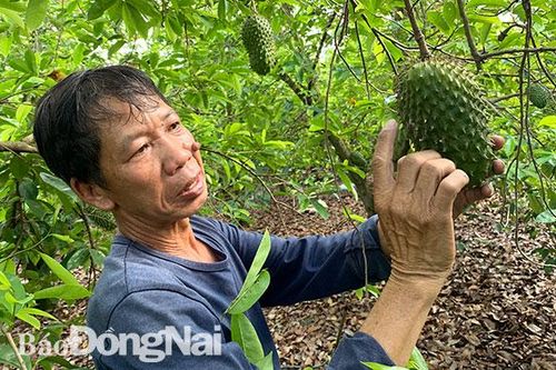 Mãng cầu xiêm trên đất Đông Kim