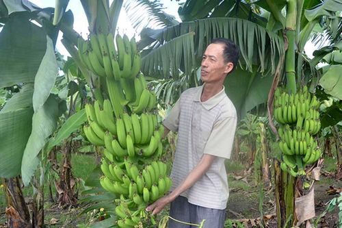 Nông dân Ia Pa liên kết trồng chuối tiêu hồng