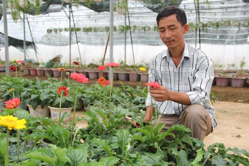 Làng hoa An Lạc sẵn sàng cung ứng nhiều loài hoa đẹp, phục vụ Tết Nguyên đán 2020