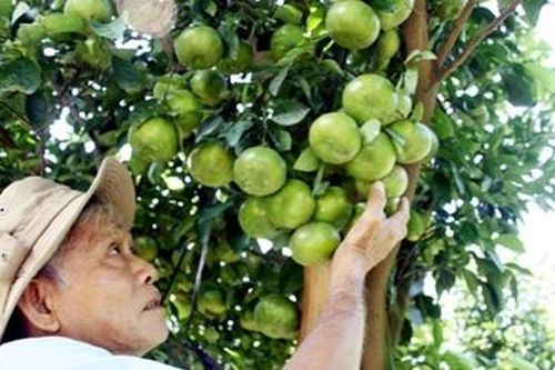 Nhà vườn đồng bằng sông Cửu Long chuẩn bị vụ trái cây Tết