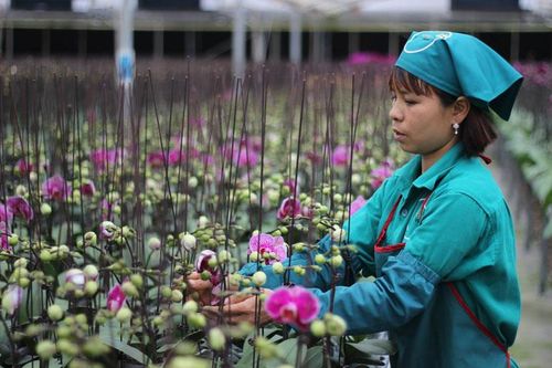 Để có nguồn cung giống cây trồng ổn định, chất lượng