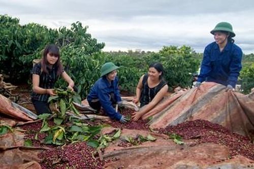 Đồng hành với công nhân làm giàu từ sản xuất cà phê