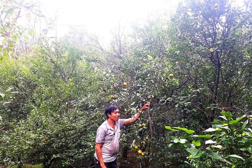 Mất mùa quýt đặc sản