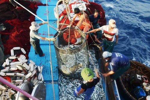 Ngư dân Nghệ An tố bảo hiểm Pjico chưa hoàn trả tiền bảo hiểm thuyền viên tàu cá