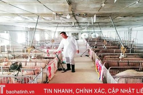 Thạch Hà tái cơ cấu lại ngành chăn nuôi sau dịch tả lợn châu Phi