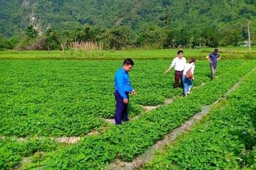 Tuyên Quang: Ứng dụng kỹ thuật mới trồng lạc để nâng cao năng suất và bảo đảm ATLĐ