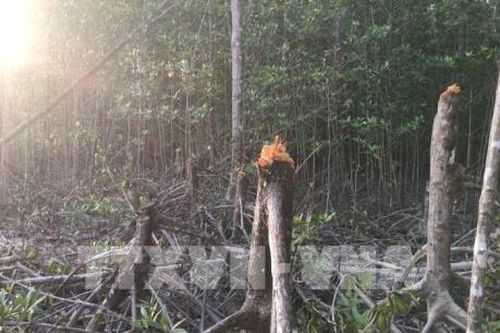 Kiểm tra toàn bộ tuyến sau vụ rừng phòng hộ xung yếu biển Đông bị chặt phá