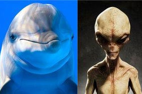 NASA thực hiện thí nghiệm với cá heo là để nói chuyện với người ngoài hành tinh?