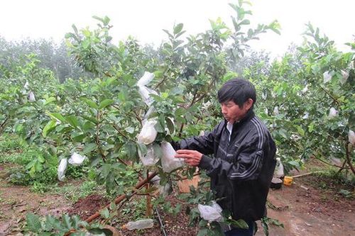 Thu nhập cao từ trồng ổi lê