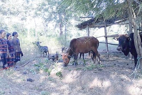 Chìa khóa để phụ nữ dân tộc thiểu số thoát nghèo
