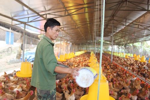 Hiệu quả từ Quỹ hỗ trợ nông dân