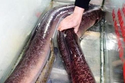 'Ngư dân' miền núi bắt được cá khủng, nặng 32kg