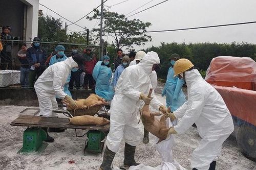 Hà Nội: Kiểm tra, xử lý nghiêm gian lận, trục lợi chính sách hỗ trợ tiêu hủy lợn mắc bệnh Dịch tả lợn châu Phi