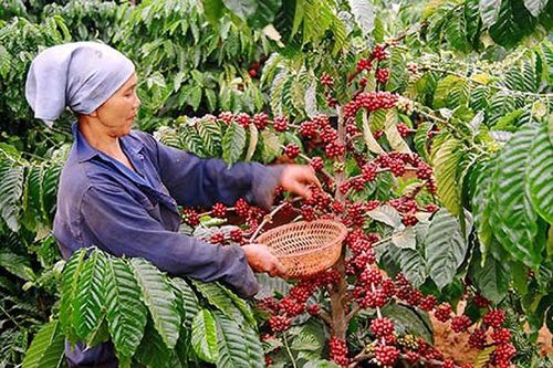 Kon Tum: Khó tìm nhân lực vụ thu hái cà phê