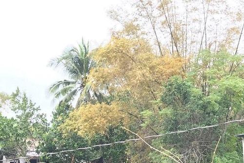 Xác minh thực tế việc ô nhiễm xung quanh nhà máy Hòa Phát - Dung Quất