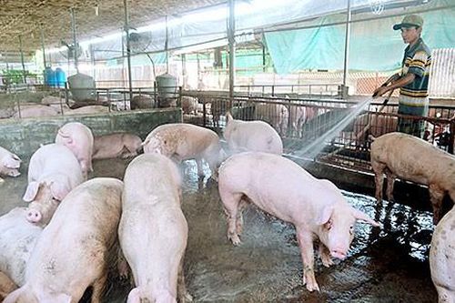 Đồng Nai: Hỗ trợ gần 490 tỷ đồng cho hộ thiệt hại do dịch tả heo châu Phi