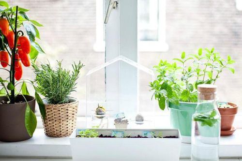Đầu tháng đặt ngay cây này trong bếp, Thần Tài ưng ý mở túi phát lộc