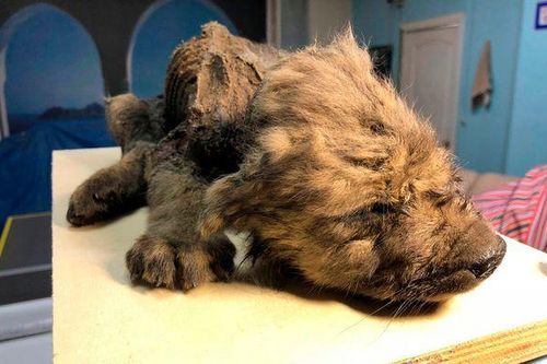 Tìm thấy xác chó con gần hai vạn tuổi vẫn còn nguyên vẹn