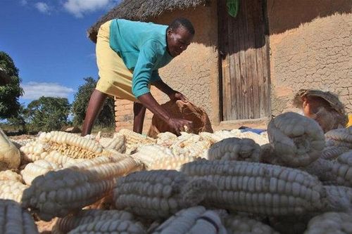LHQ cảnh báo nạn đói nghiêm trọng ảnh hưởng tới nửa dân số Zimbabwe
