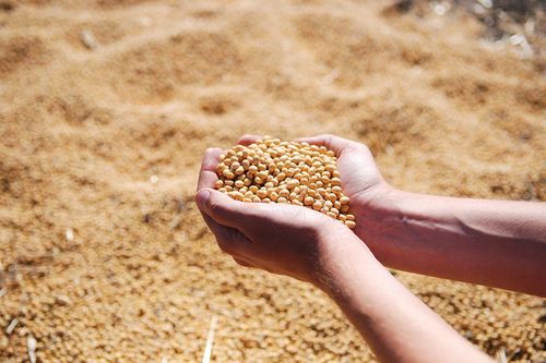 Sản xuất màng bọc thực phẩm từ đậu tương