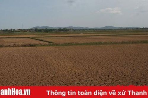Hơn 7.000 ha vùng đồng bằng ven biển có nguy cơ bị ảnh hưởng xâm nhập mặn